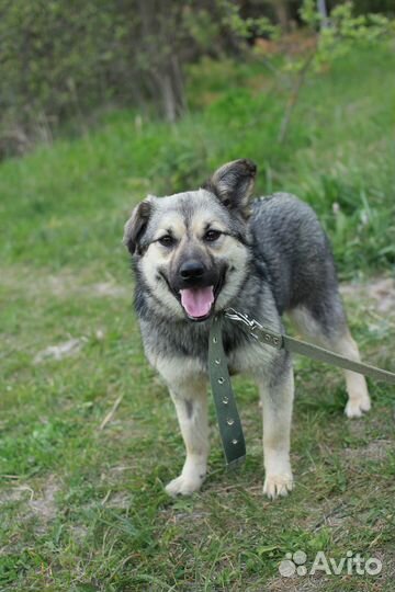 Собака Вэнди