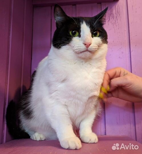 Кошечка Мэй в добрые руки