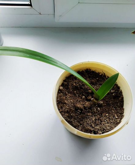 Гиппеаструм