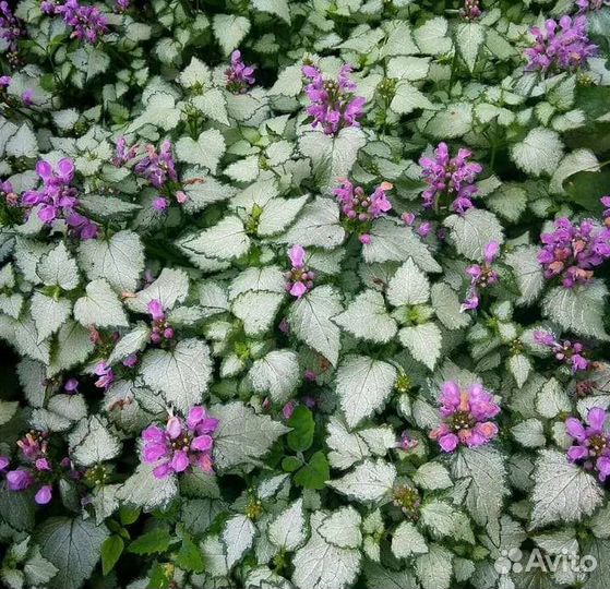 Яснотка почвопокровная многолетняя