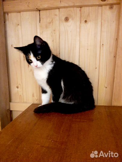 Котенок в добрые руки