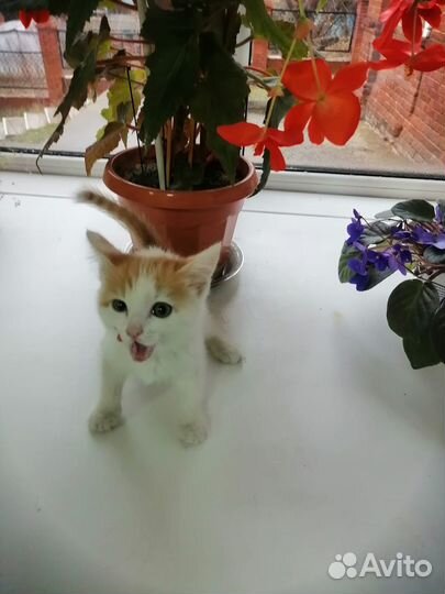 Котенок в добрые руки