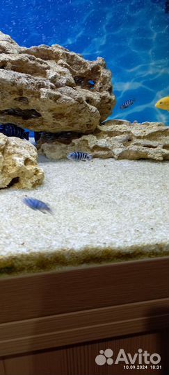 Аквариумные рыбки