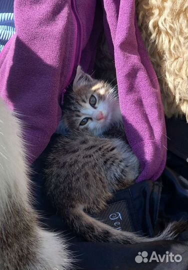 Котёнок в дар
