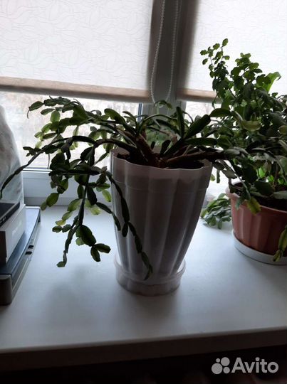 Декабрист большой и отростки