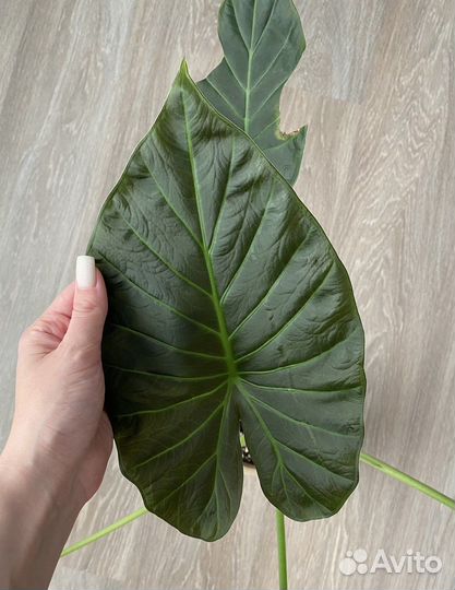 Алоказия регал шилдс