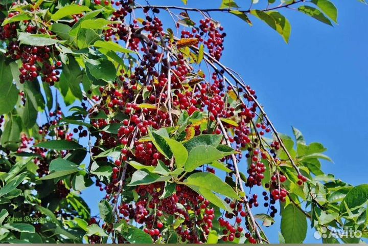 Падоцерус, саженцы (Красная черемуха)