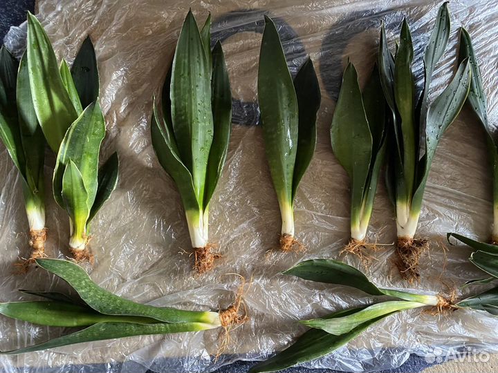 Санса блэк даймонд, Ханни крео, замиакулькас Зензи