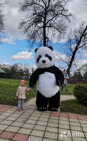 Поздравление от Белого Мишки и Панды (2.6 м.)