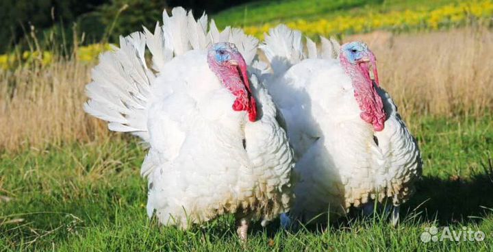 Домашняя птица утки идюки