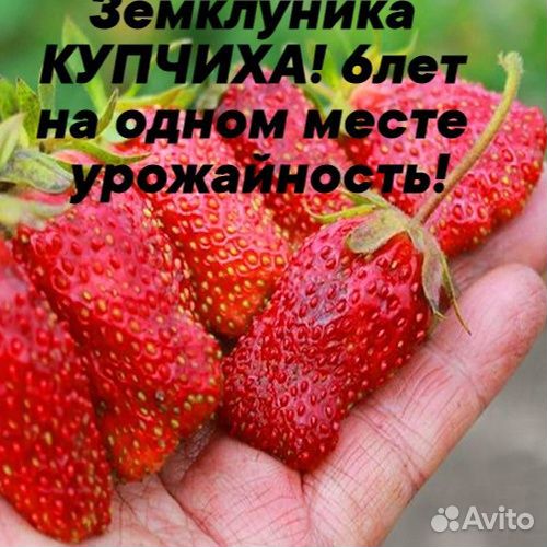 Земклуника купчиха Саженцы