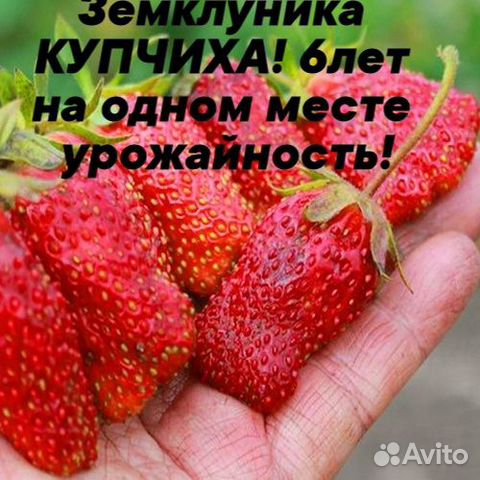 Земклуника купчиха Саженцы