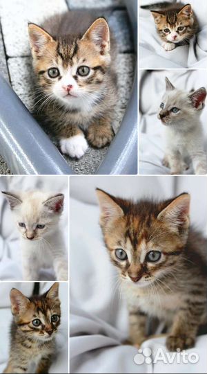 Котята в добрые руки