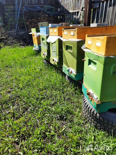 Пчелы карника