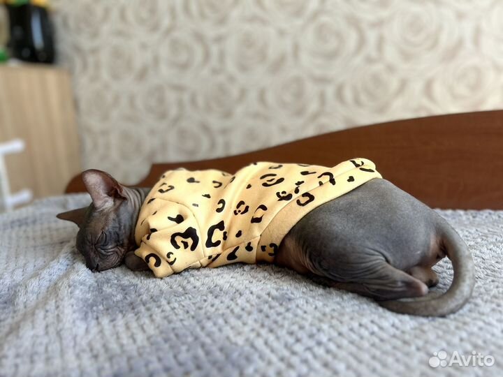 Донской сфинкс вязка