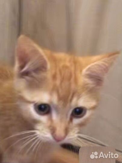 Кошка в дар