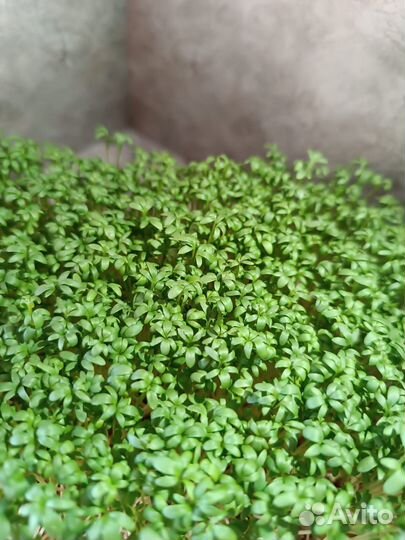 Микрозелень Горох/Руккола/Редис Рэд Корал/Горчица