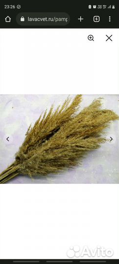 Камыш сухоцвет натуральный