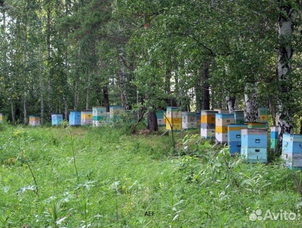 Мед 2024 года из Алтая опт