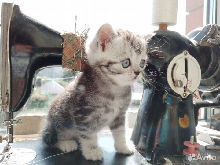 Британские котята