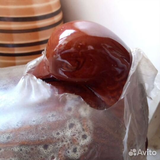 Утка утятница