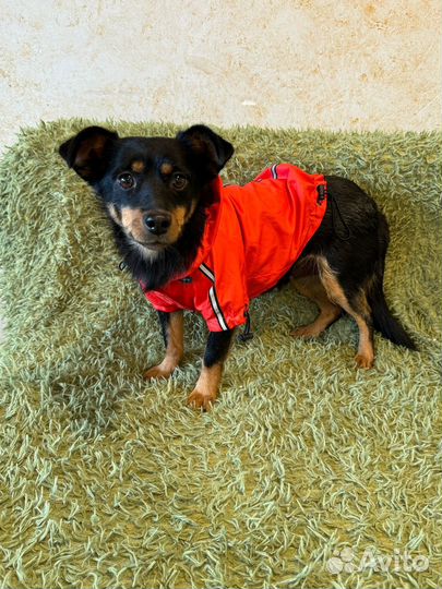 Маленькая собачка в добрые руки