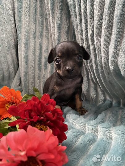 Той-терьер щенки