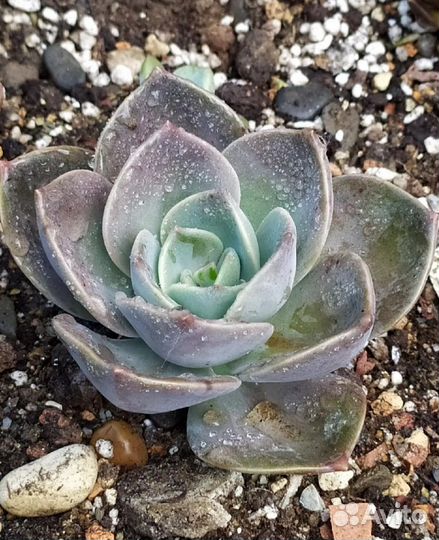 Набор суккулентов для минисадика