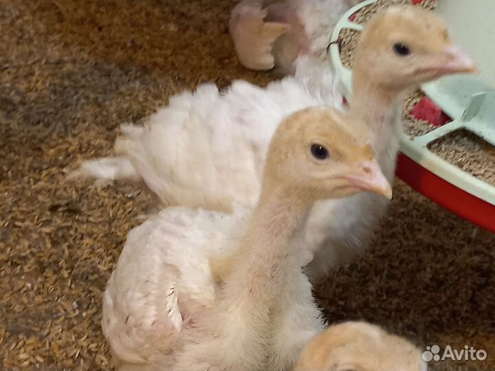 Индюшата хайбрид конвертер