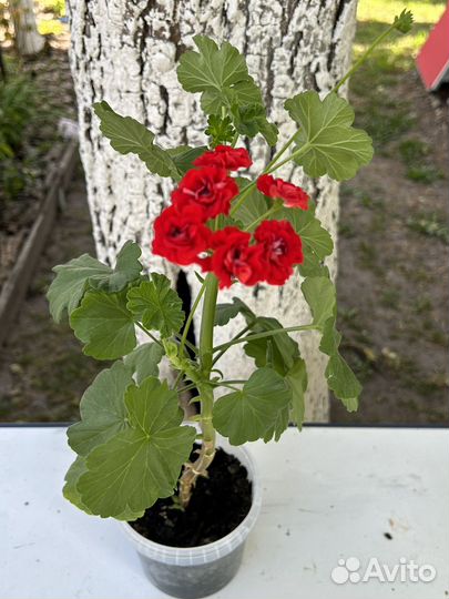 Пеларгония герань розебудная красная,белая,малин-я