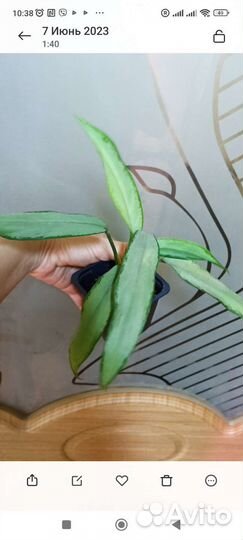 Сортовые Аглаонемы