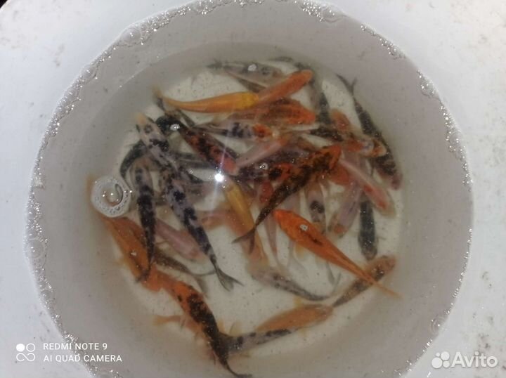 Карп кои для пруда и водоёма и для аквариума