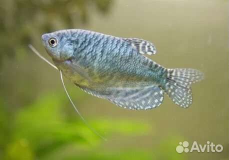 Рыбка гурами