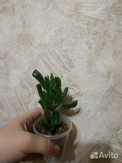 Комнатные растения, укор.черенки