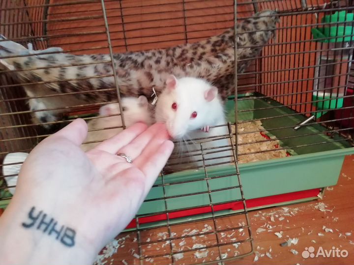 Крыса дамбо