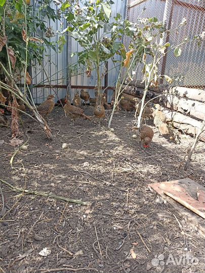 Золотой фазан