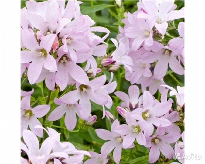 Колокольчик молочноцветковый Loddon Anna