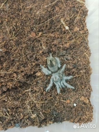 Паук птицеед