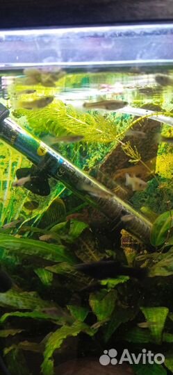 Рыбки и улитки