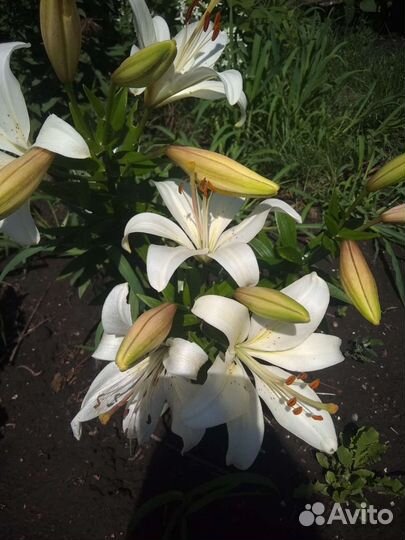 Лилии луковицы
