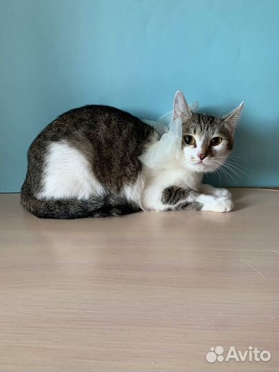 Котенок девочка,в добрые руки, трёхцветная