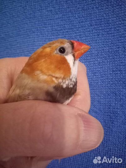 Японские и зебровые амадины