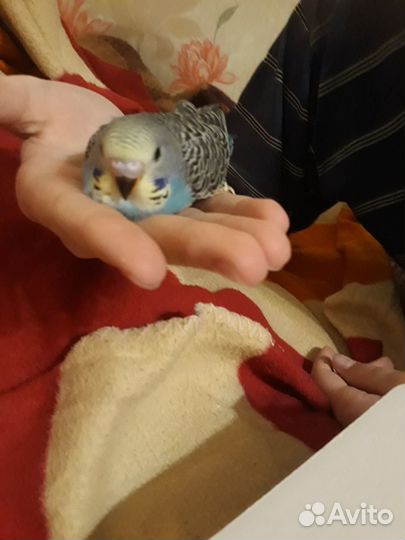 Попугай волнистик(девочки)