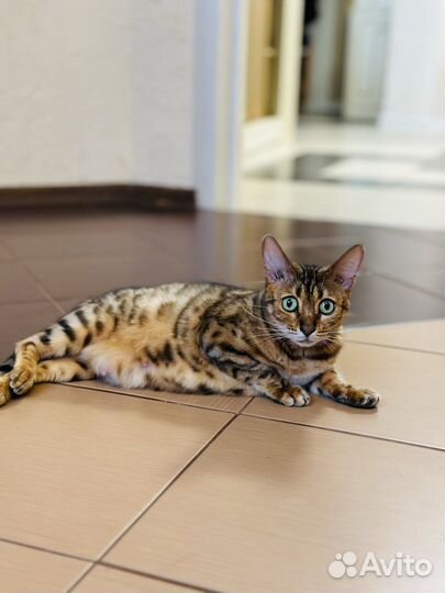 Бенгальская кошечка