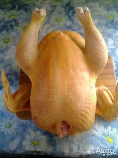 Куры, домашние Бройлеры
