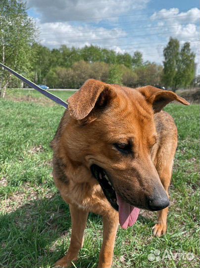 Ласковой Мерси не место в приюте