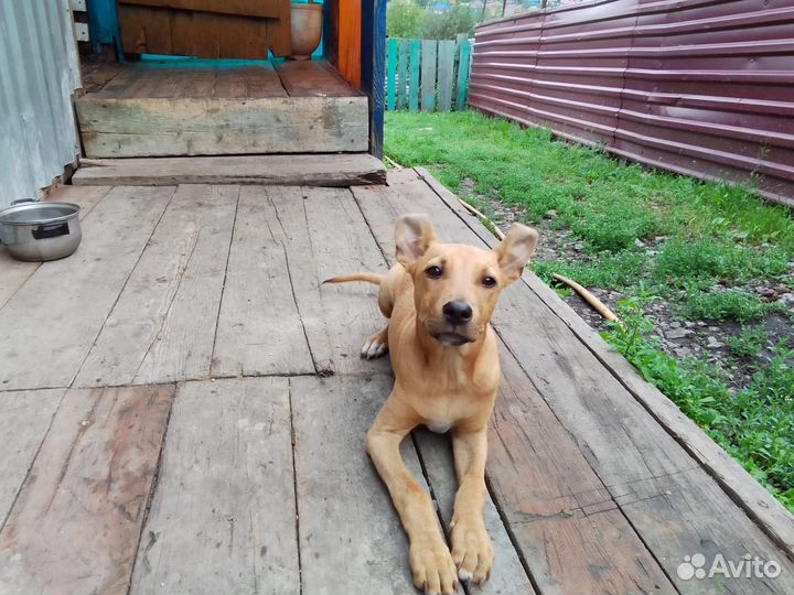 Стафф в добрые руки