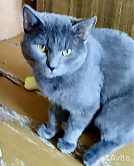 Голубого окраса кот