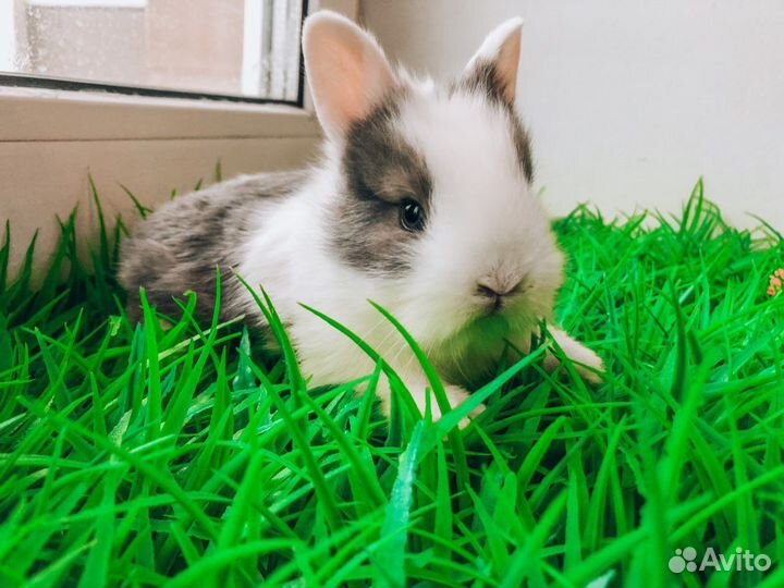 Мини карликовый кролик - вислоухий королевский