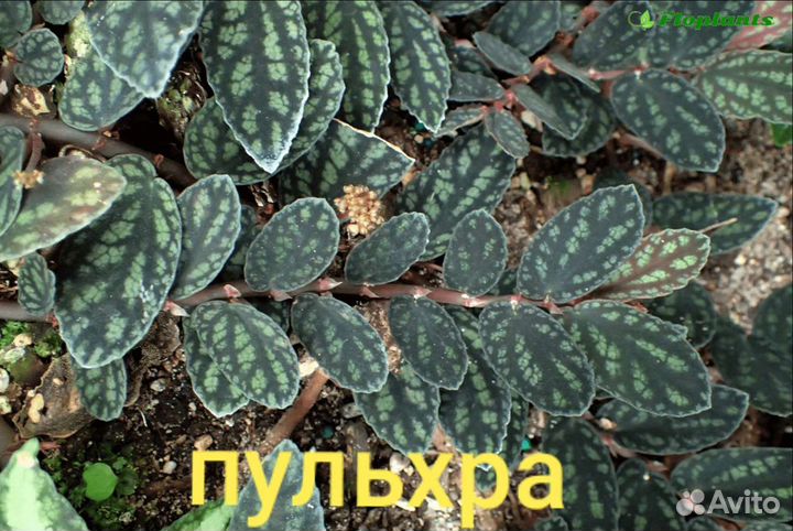 Ампельные растения. пеллиония, хедера(плющ)